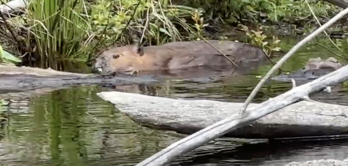 Had a good four days paddling and my best beaver encounter… Ipswich